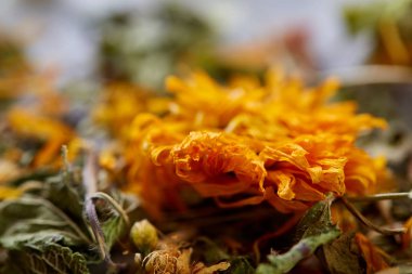 Motley çimen ışık dokulu arka plan, yakın çekim, alan, seçici odak, makro sığ derinliği.