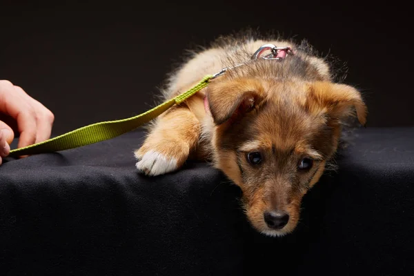 一个悲伤的小狗的肖像在演播室黑暗背景, 选择性焦点, 特写. — 图库照片