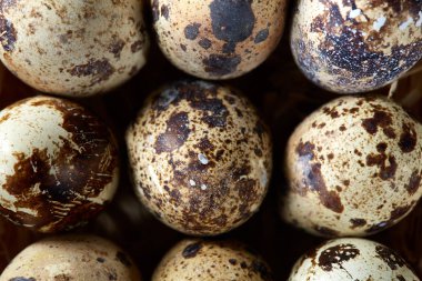 Eski ahşap panoları, üstten görünüm arka planda satır içinde düzenlenmiş benekli bıldırcın yumurtası.