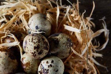 Seçici odak, yakın, kavramsal natürmort bıldırcın ile saman yuvada koyu ahşap arka plan üzerinde yumurta.