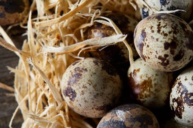 Seçici odak, yakın, kavramsal natürmort bıldırcın ile saman yuvada koyu ahşap arka plan üzerinde yumurta.