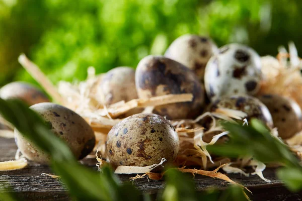 Huevos de codorniz en superficie de madera marrón vieja con fondo de hojas naturales borrosas verdes, enfoque selectivo, primer plano — Foto de Stock