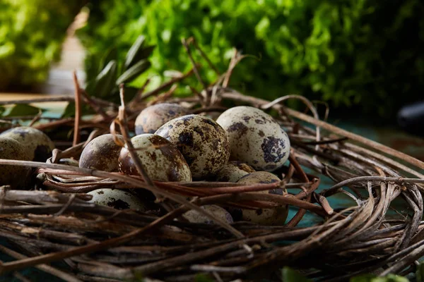 Перепелиные яйца на старой коричневой деревянной поверхности с зеленым размытым естественным фоном листьев, избирательный фокус, крупным планом — стоковое фото