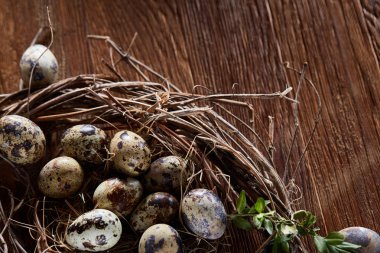 Willow yuva ile Bıldırcın yumurta koyu ahşap arka plan, üstten görünüm, yakın çekim, seçici odak