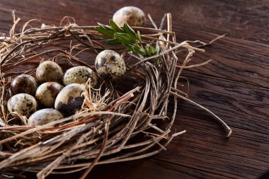 Willow yuva ile Bıldırcın yumurta koyu ahşap arka plan, üstten görünüm, yakın çekim, seçici odak