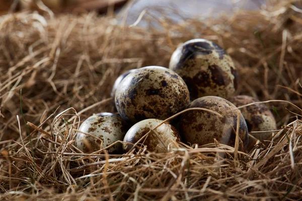 Pojęciowy Martwa natura z przepiórczych jaj w gnieździe siana, bliska, Selektywny fokus — Zdjęcie stockowe