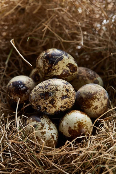 Natura morta concettuale con uova di quaglia nel nido di fieno, primo piano, focus selettivo — Foto Stock