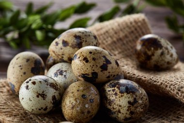 Piramit peçeteye Şimşir dalları ile düzenlenmiş bir ahşap masa, yakın çekim, seçici odak üzerinde bıldırcın yumurtası.