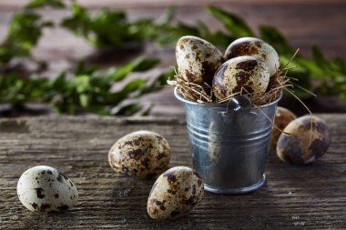 Bıldırcın yumurtası ahşap arka plan, seçici odak üstünde kova ve Şimşir dalında bahar bileşimi