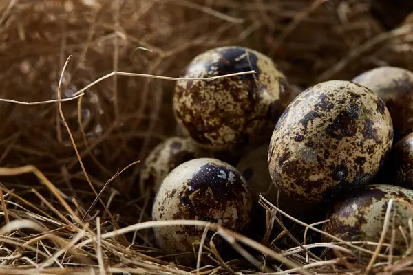 Bodegón conceptual con huevos de codorniz en el nido de heno, de cerca, enfoque selectivo — Foto de Stock