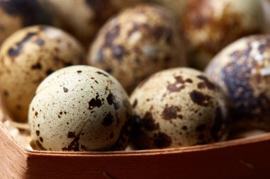 Bıldırcın yumurtası içinde bir rustik ahşap arka plan, üstten görünüm, seçici odak sille.