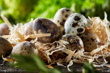 Bıldırcın yumurtası yeşil ile eski kahverengi ahşap yüzeyde bulanık doğal yaprakları arka plan, seçici odak, yakın çekim