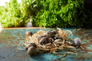 Bıldırcın yumurtası yeşil ile mavi dokulu yüzeyi bulanık doğal yaprakları arka plan, seçici odak, yakın çekim