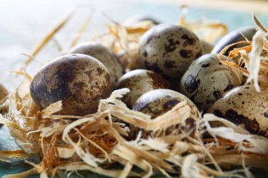 Bıldırcın yumurtası yeşil ile mavi dokulu yüzeyi bulanık doğal yaprakları arka plan, seçici odak, yakın çekim