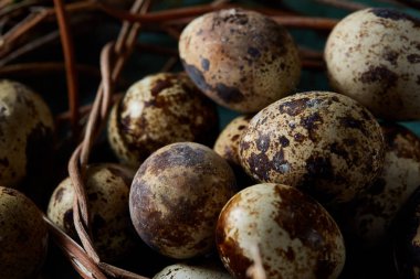 Yuva ile Bıldırcın yumurta mavi arka plan, üstten görünüm, yakın çekim, seçici odak