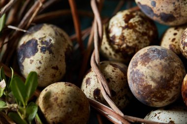 Yuva ile Bıldırcın yumurta mavi arka plan, üstten görünüm, yakın çekim, seçici odak