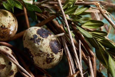Yuva ile Bıldırcın yumurta mavi arka plan, üstten görünüm, yakın çekim, seçici odak