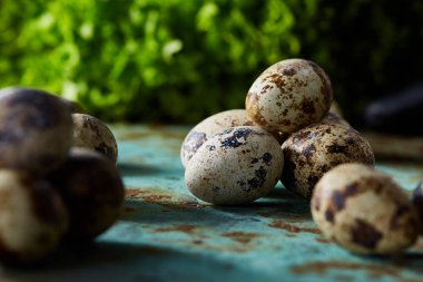 Mavi dokulu arka planda, seçici odak düzenlenmiş benekli bıldırcın yumurtası.