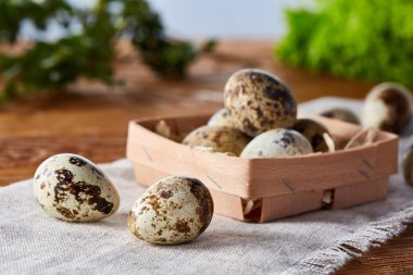 Bıldırcın yumurtası yeşil peçeteyle kutusunda bulanık doğal yaprakları arka plan, seçici odak, yakın çekim