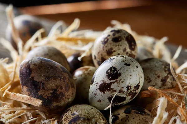 Bodegón conceptual con huevos de codorniz en nido de heno sobre fondo de madera oscura, enfoque selectivo — Foto de Stock