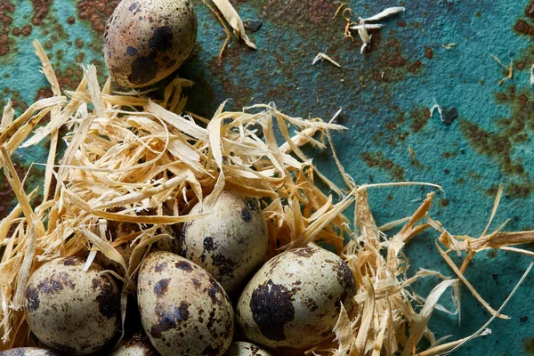 Nature morte conceptuelle avec œufs de caille dans un nid de foin sur fond bleu texturé, gros plan, mise au point sélective — Photo