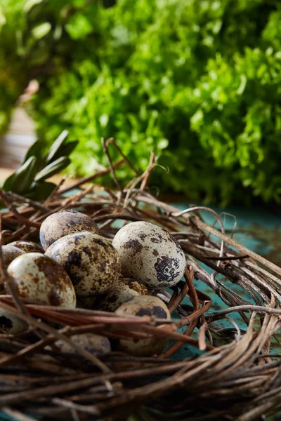 Nest mit Wachteleiern auf blauem Hintergrund, Draufsicht, Nahaufnahme, selektiver Fokus — Stockfoto