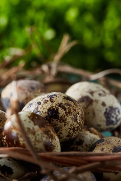 Nest mit Wachteleiern auf blauem Hintergrund, Draufsicht, Nahaufnahme, selektiver Fokus — Stockfoto