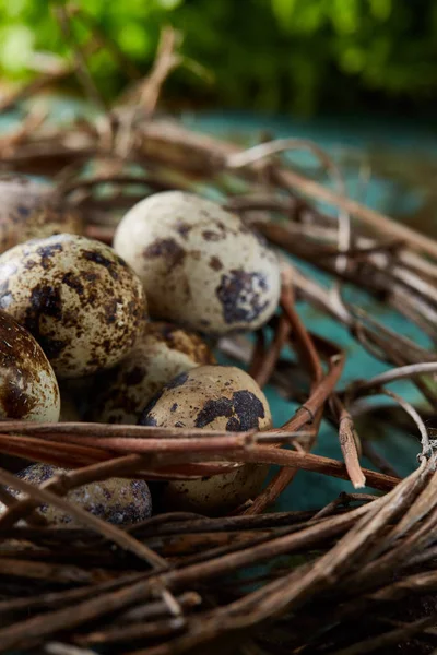 Nest mit Wachteleiern auf blauem Hintergrund, Draufsicht, Nahaufnahme, selektiver Fokus — Stockfoto