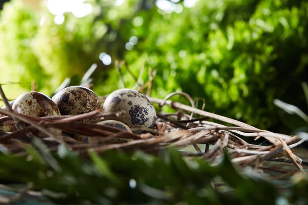 Nest mit Wachteleiern auf blauem Hintergrund, Draufsicht, Nahaufnahme, selektiver Fokus — Stockfoto