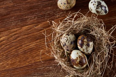 Seçici odak, yakın, kavramsal natürmort bıldırcın ile saman yuvada koyu ahşap arka plan üzerinde yumurta.