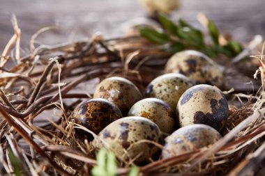 Willow yuva ile Bıldırcın yumurta koyu ahşap arka plan, üstten görünüm, yakın çekim, seçici odak