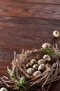 Willow yuva ile Bıldırcın yumurta koyu ahşap arka plan, üstten görünüm, yakın çekim, seçici odak