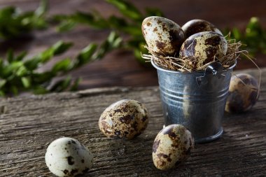 Bıldırcın yumurtası ahşap arka plan, seçici odak üstünde kova ve Şimşir dalında bahar bileşimi