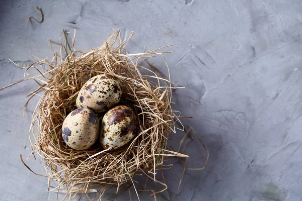 Bodegón conceptual con huevos de codorniz en nido de heno sobre fondo gris, enfoque selectivo — Foto de Stock