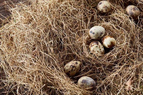 Bodegón conceptual con huevos de codorniz en el nido de heno, de cerca, enfoque selectivo —  Fotos de Stock