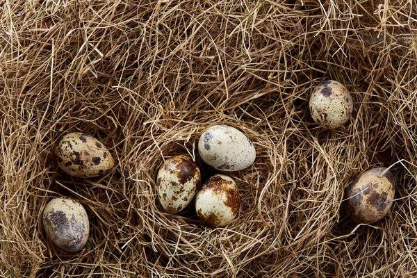 干し草の巣に卵はウズラと概念的な静物、クローズ アップ、セレクティブ フォーカス — ストック写真