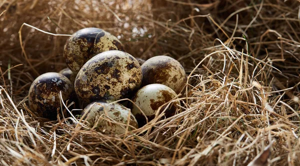 Bodegón conceptual con huevos de codorniz en el nido de heno, de cerca, enfoque selectivo — Foto de Stock