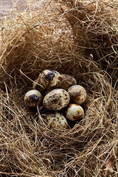 Nature morte conceptuelle avec œufs de caille dans le nid de foin, gros plan, mise au point sélective — Photo