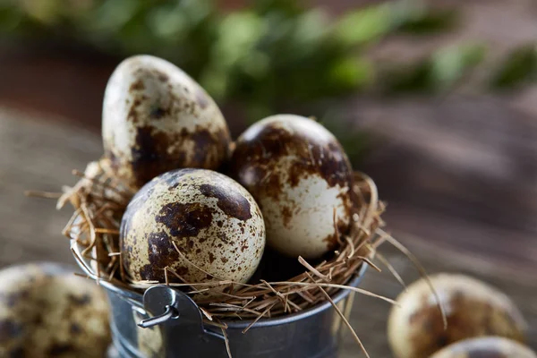 Composizione primaverile delle uova di quaglia in secchio e ramo di bosso su fondo di legno, messa a fuoco selettiva — Foto Stock