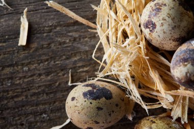 Seçici odak, yakın, kavramsal natürmort bıldırcın ile saman yuvada koyu ahşap arka plan üzerinde yumurta.