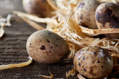 Seçici odak, yakın, kavramsal natürmort bıldırcın ile saman yuvada koyu ahşap arka plan üzerinde yumurta.