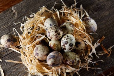 Seçici odak, yakın, kavramsal natürmort bıldırcın ile saman yuvada koyu ahşap arka plan üzerinde yumurta.