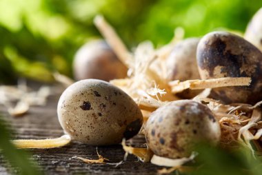 Bıldırcın yumurtası yeşil ile eski kahverengi ahşap yüzeyde bulanık doğal yaprakları arka plan, seçici odak, yakın çekim