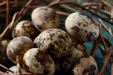 Seçici odak, yakın, kavramsal natürmort bıldırcın ile saman yuvada mavi dokulu arka plan üzerinde yumurta.