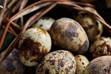 Seçici odak, yakın, kavramsal natürmort bıldırcın ile saman yuvada mavi dokulu arka plan üzerinde yumurta.