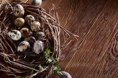 Willow yuva ile Bıldırcın yumurta koyu ahşap arka plan, üstten görünüm, yakın çekim, seçici odak