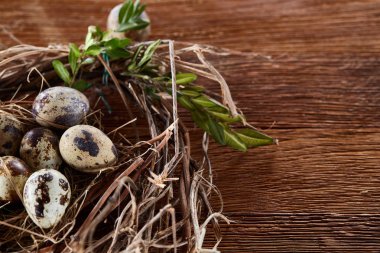 Willow yuva ile Bıldırcın yumurta koyu ahşap arka plan, üstten görünüm, yakın çekim, seçici odak