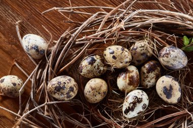 Willow yuva ile Bıldırcın yumurta koyu ahşap arka plan, üstten görünüm, yakın çekim, seçici odak