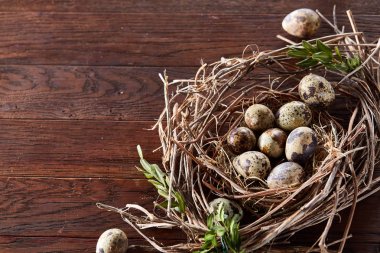 Willow yuva ile Bıldırcın yumurta koyu ahşap arka plan, üstten görünüm, yakın çekim, seçici odak