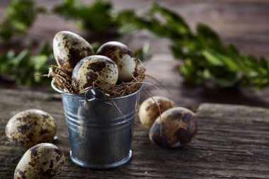 Bıldırcın yumurtası kova ve yumurta bir keten peçete ve Şimşir dalı, seçici odak üzerinde piramit bahar bileşimi